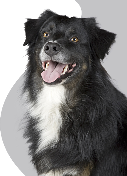 baño en seco para perros y gatos